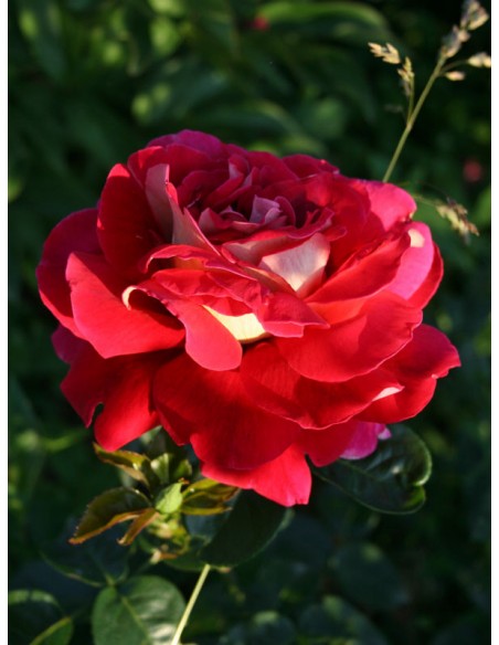 kronenburg roza wilkokwiatowa