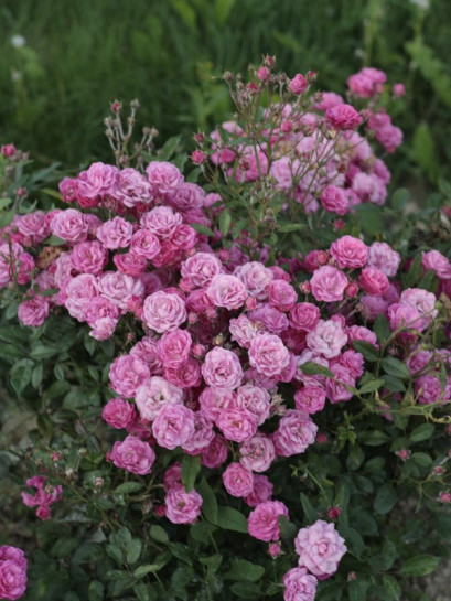 okrywowe róże pink fairy róże rożowe
