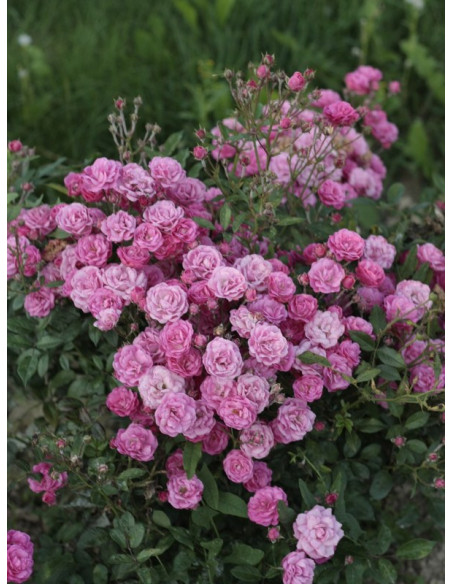 okrywowe róże pink fairy róże rożowe