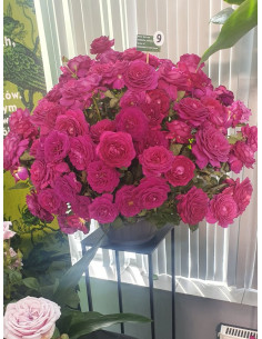 pachnące roze wielkokwiatowe Big Purple 2