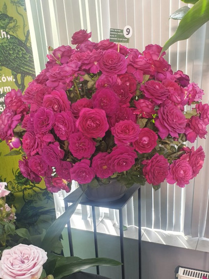 Big Purpleroze wielkokwiatowe