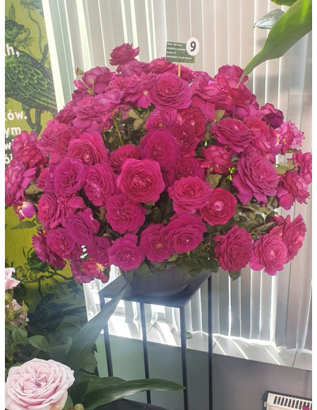 Big Purpleroze wielkokwiatowe