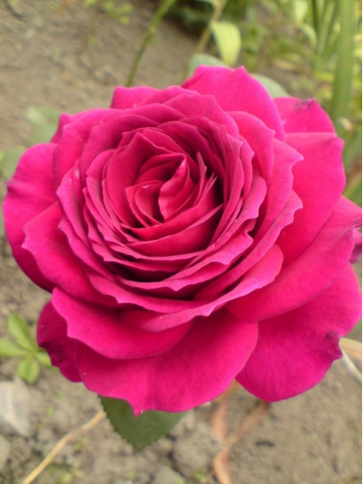 Big Purple pachnące roze wielkokwiatowe