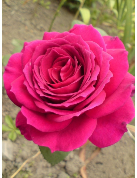 Big Purple pachnące roze wielkokwiatowe