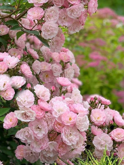 HEAVENLY PINK róża parkowa