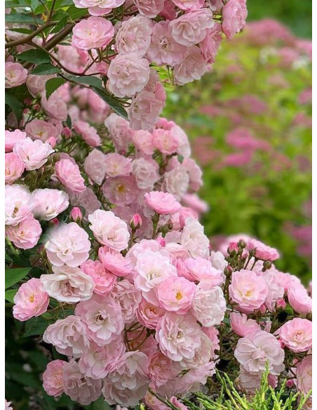 HEAVENLY PINK róża parkowa