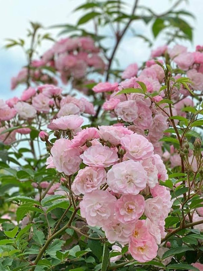 HEAVENLY PINK róża parkowa