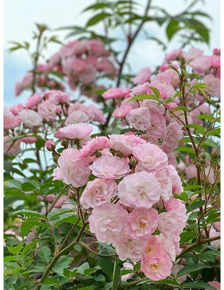 HEAVENLY PINK róża parkowa