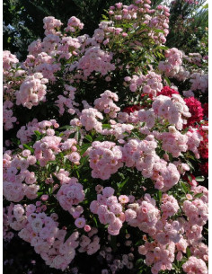 heavenly pink róża piżmowa