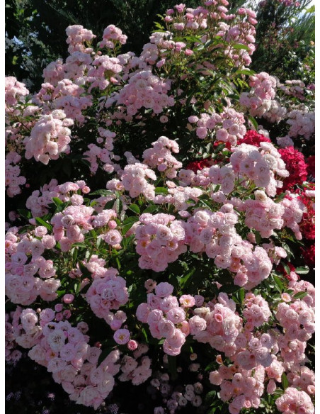 heavenly pink róża piżmowa