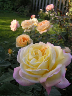 peace róże wielkokwiatowe