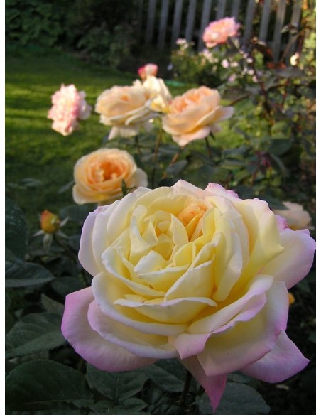 peace róże wielkokwiatowe