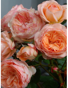 Sourire du Havre wielkokwiatowe róże pachnące