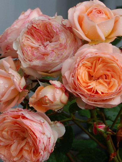 Sourire du Havre wielkokwiatowe róże pachnące
