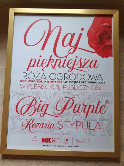 Big Purple odmiana wielkokwiatowa
