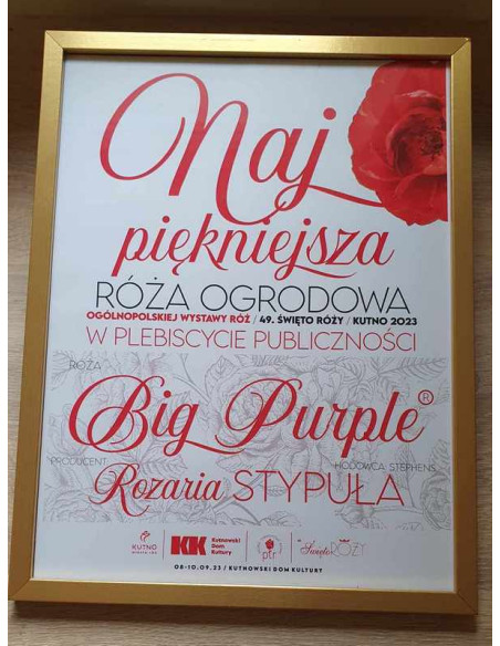 Big Purple odmiana wielkokwiatowa