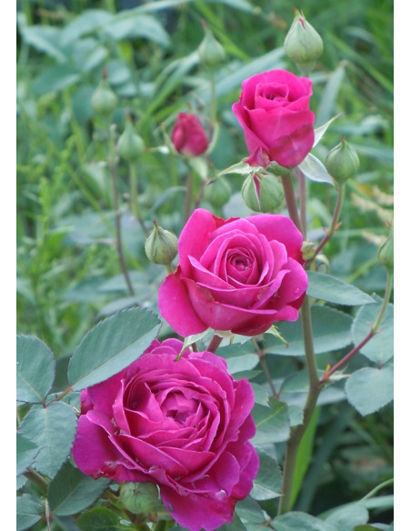 OLD PORT róża rabatowa