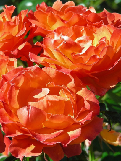 FELLOWSHIP róża rabatowa