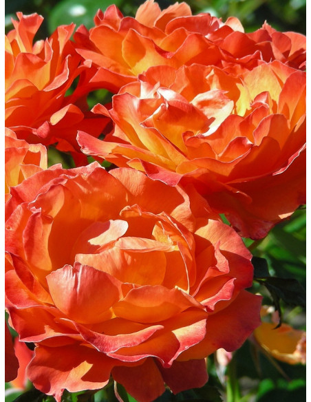 FELLOWSHIP róża rabatowa