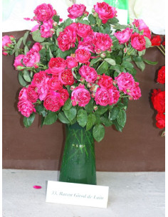 róże historyczne Baron Girod de l'Ain 2