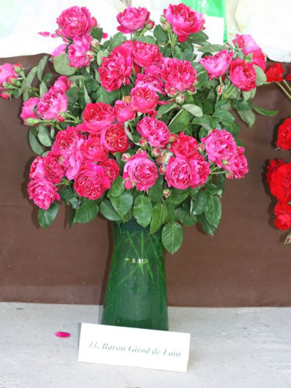 BARON GIROD de LAIN róża historyczna