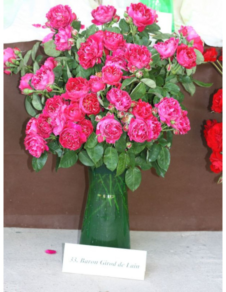 BARON GIROD de LAIN róża historyczna