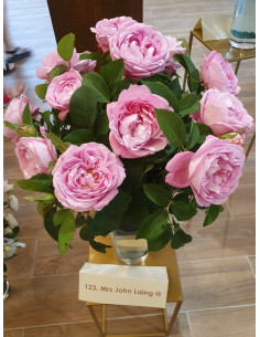 róże historyczne Mrs. John Laing 2