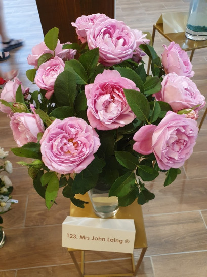 Mrs John Laing róża historyczna