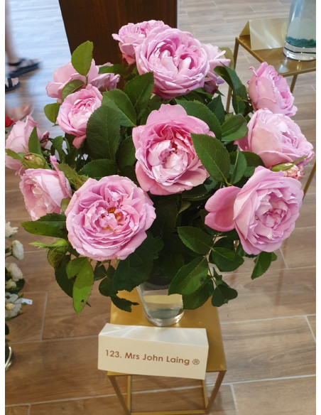 Mrs John Laing róża historyczna