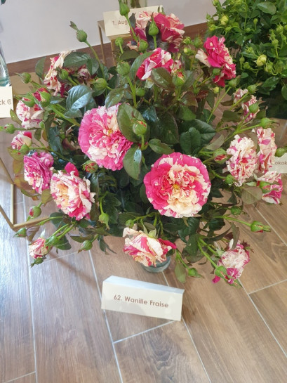 vanille fraise róża pnąca waniliowo truskawkowa