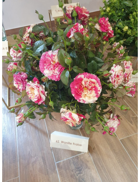 vanille fraise róża pnąca waniliowo truskawkowa