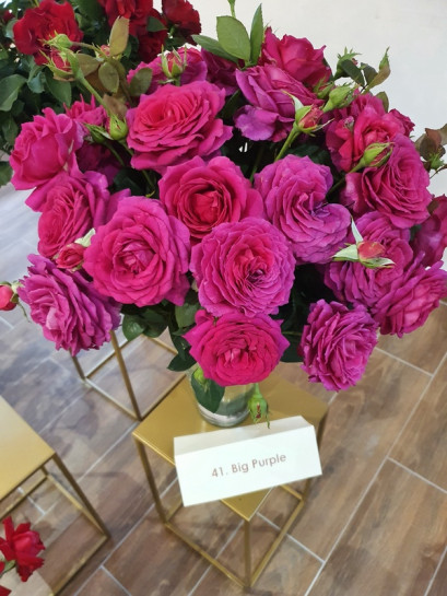 Big Purple amarantowa róża wielkokwiatowa