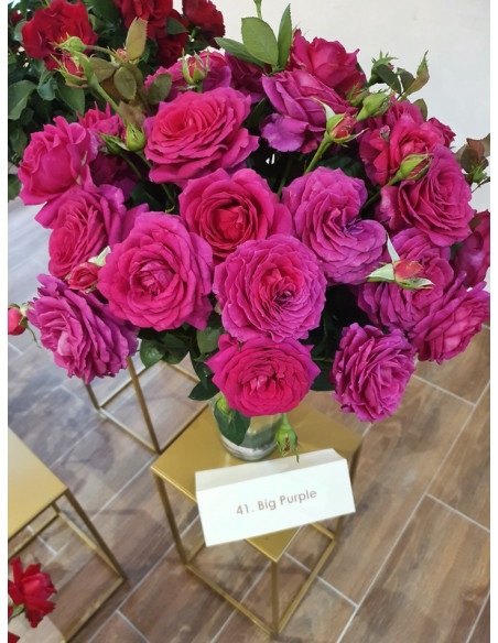 Big Purple amarantowa róża wielkokwiatowa