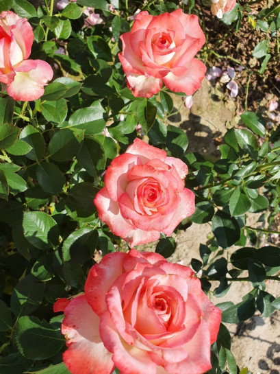 Isabelle Aubret wielkokwiatowa róża