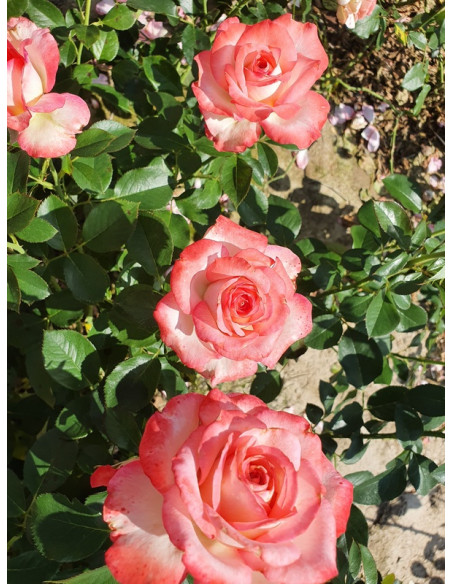 Isabelle Aubret wielkokwiatowa róża