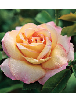 peace róże wielkokwiatowe 2