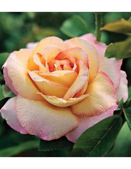 róże wielkokwiatowe peace Gloria Dei
