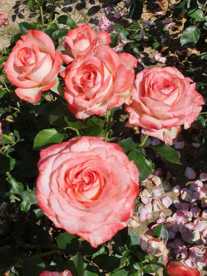 Isabelle Aubret róża wielkokwiatowa