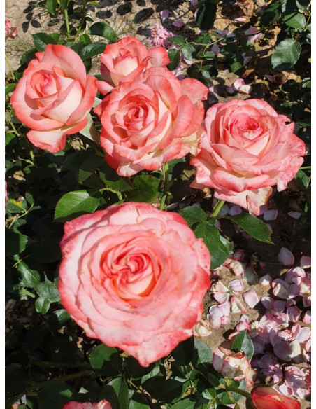 Isabelle Aubret róża wielkokwiatowa