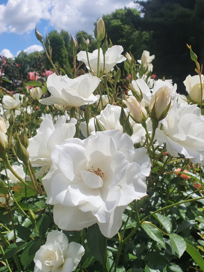 róża rabatowa SchanelNo1