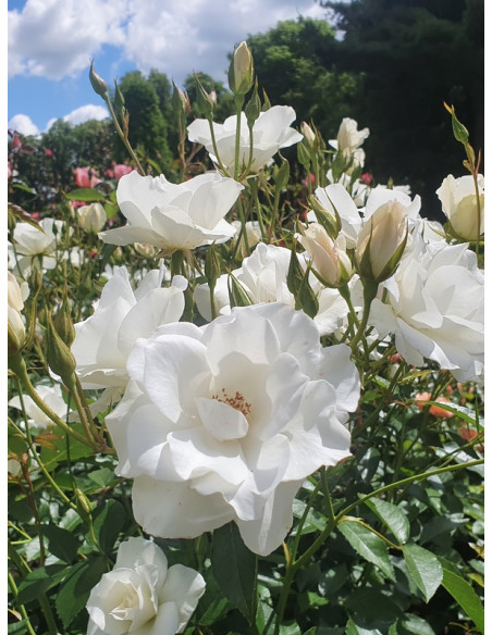 róża rabatowa SchanelNo1