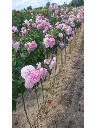 Lavender Lassie róża pienna w szkółce