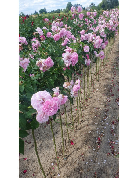 Lavender Lassie róża pienna w szkółce