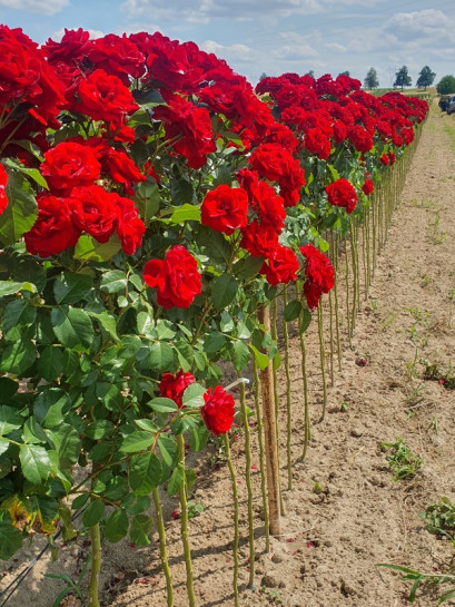 Lavaglut róże pienne szkółka