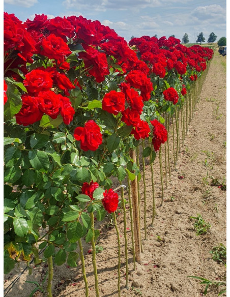 Lavaglut róże pienne szkółka