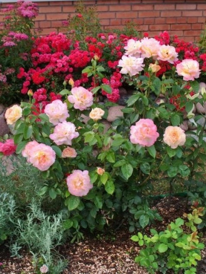 peace róża wielkokwiatowa