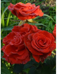 wielkokwiatowa róża pienna el toro 2