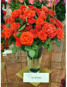 wielkokwiatowa róża pienna el toro