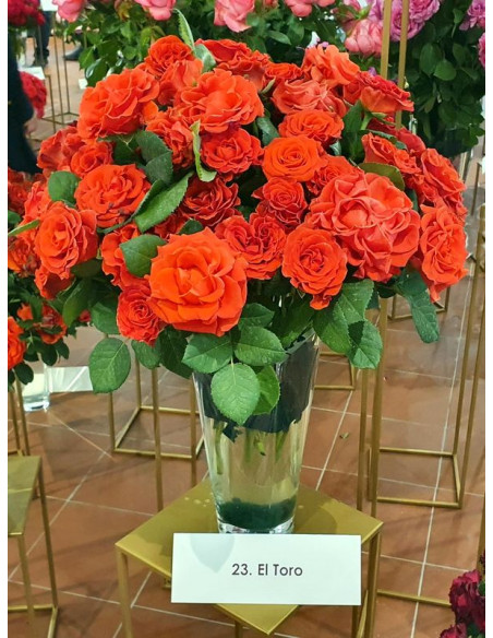 wielkokwiatowa róża pienna el toro