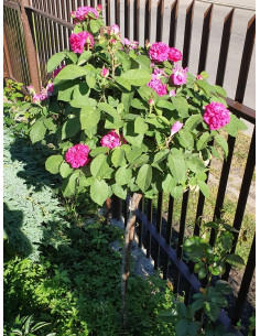 rose de resht róża pienna